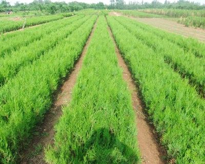 濰坊價位合理的側柏樹苗&middot;廠家直銷--優質側柏樹苗價格走勢圖片|濰坊價位合理的側柏樹苗&middot;廠家直銷--優質側柏樹苗價格走勢產品圖片由山東側柏苗木繁育基地公司生產提供-