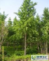 低價大量供應(yīng)10厘米以上直徑銀杏工程苗100元[供應(yīng)]_綠化苗木_世界工廠網(wǎng)中國產(chǎn)品信息庫