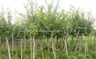 園林綠化苗木,批發(fā)供應(yīng)五角楓,五角楓_農(nóng)副產(chǎn)品_世界工廠網(wǎng)中國產(chǎn)品信息庫