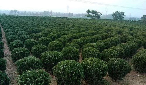 影響苗木價格波動的主要因素,弄清楚才能應(yīng)對市場