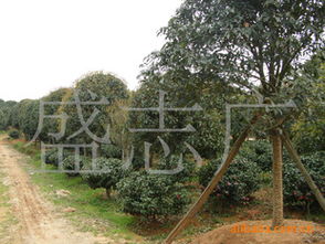 長沙廣應苗木基地大量低價出售 綠化苗木15 20公分精品桂花指導價 長沙廣應苗木基地大量低價出售