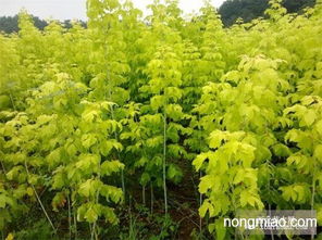 糖槭播種小苗 其它圖片及價格 家園苗木合作社