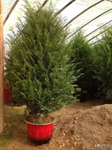 高端苗木 苗木中的 精品 ,市場(chǎng)未來的 主角