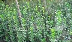 供應(yīng)綠化苗木:北海黃楊、大葉黃楊、小葉葉黃楊、衛(wèi)矛_農(nóng)副產(chǎn)品_世界工廠網(wǎng)中國產(chǎn)品信息庫