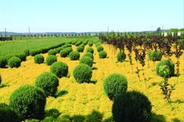 遼寧 發(fā)揮優(yōu)勢 打造 中國彩色苗木產(chǎn)業(yè)旗艦