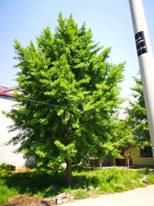 恭喜郯城縣鑫通種植農(nóng)民專業(yè)合作社入駐苗木通平臺 專注精品銀杏