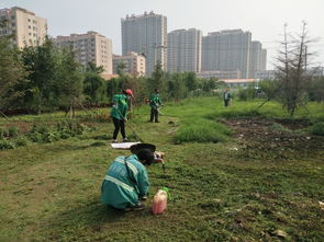圖片簡訊 園林局督導養(yǎng)護公司對城區(qū)綠籬進行修剪并對苗圃內(nèi)雜草進行清理