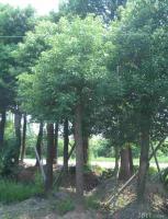 2公分法桐樹價(jià)格法國梧桐苗[供應(yīng)]_綠化苗木_世界工廠網(wǎng)中國產(chǎn)品信息庫