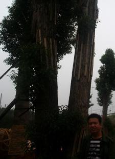 批發(fā)湖南綠化苗木桂花大香樟紅梽木_農(nóng)副產(chǎn)品_世界工廠網(wǎng)中國產(chǎn)品信息庫