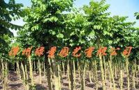 大量0苗木-火焰木價(jià)格_大量0苗木-火焰木廠家_世界工廠網(wǎng)產(chǎn)品信息庫