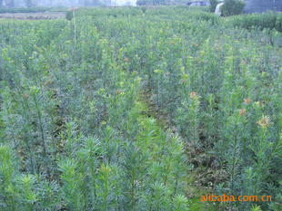 【綠化設(shè)計(jì)圖中的喬木與灌木之分】價(jià)格、產(chǎn)品供應(yīng),綠化設(shè)計(jì)圖中的喬木與灌木之分廠家批發(fā)-1024商務(wù)網(wǎng)