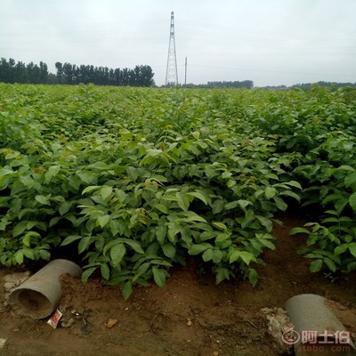 【晉香核桃苗新品種,晉龍核桃苗銷售廠家】泰安高新區(qū)旺運(yùn)苗木中心 - 產(chǎn)品庫