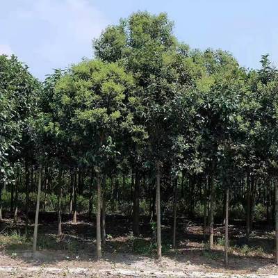 【高桿女貞行道樹_綠化工程高桿女貞行道樹苗圖片】高桿女貞行道樹_綠化工程高桿女貞行道樹苗 - 東臺(tái)市新街鎮(zhèn)勤茂園林苗木園