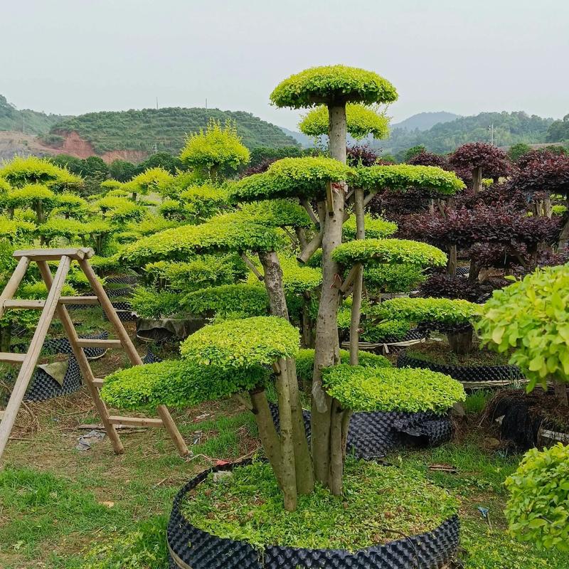 好樹配豪宅,好運自然來.基地自產(chǎn)自銷.#苗木供應 #別墅庭院