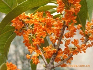 【綠化設計圖中的喬木與灌木之分】價格、產(chǎn)品供應,綠化設計圖中的喬木與灌木之分廠家批發(fā)-1024商務網(wǎng)