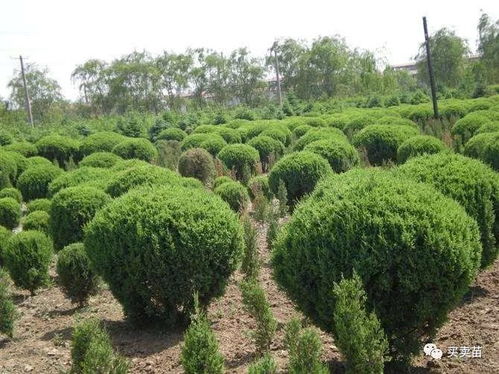 在苗木行業(yè)無論是上升期還是下滑期,這八條,作為苗木人的你不得不看