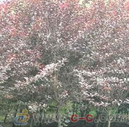 紫葉李,紫葉李價(jià)格,江蘇紫葉李,紫葉李