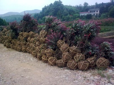 紅花繼木-紅花繼木產(chǎn)品圖片-紅花繼木價(jià)格信息|湖南省益陽市永隆苗木基地供應(yīng)商|湖南花木網(wǎng)提供