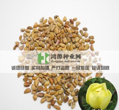 【花卉種子 黃刺玫 黃刺玫種子 黃薔薇種子】價(jià)格_廠家_圖片 -