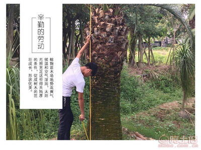 【榕翔苗木廠家供應加拿利海棗園林景觀綠化苗木棕櫚植物】龍海市東泗鄉左岸花木場 - 產品庫