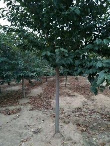 苗木銷售季,教你如何做銷售 達(dá)人