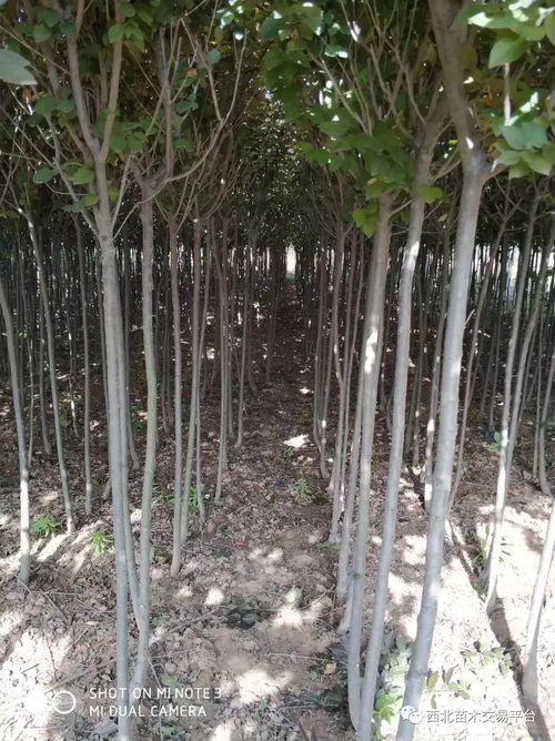 特價(jià)騰地苗木超市