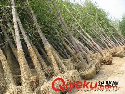 邳州市飛越銀杏苗木購(gòu)銷部：專業(yè)供應(yīng)銀杏樹(shù)與嫁接銀杏樹(shù)，打造優(yōu)美庭蔭景觀