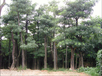 盆架子苗木批發指南 選購、養護與市場前景