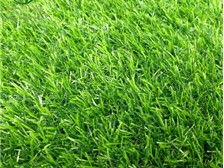 郴州市蘇仙區湘綠草皮苗木基地產品展示