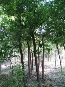 公司苗木產(chǎn)業(yè)發(fā)展與市場前景