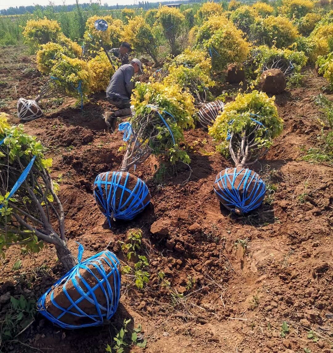 寧夏錦潤生態(tài)建設苗木銷售中心 - 專業(yè)苗木供應商
