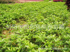 丹桂小苗采購指南 株高7-20公分優(yōu)質(zhì)苗木基地推薦