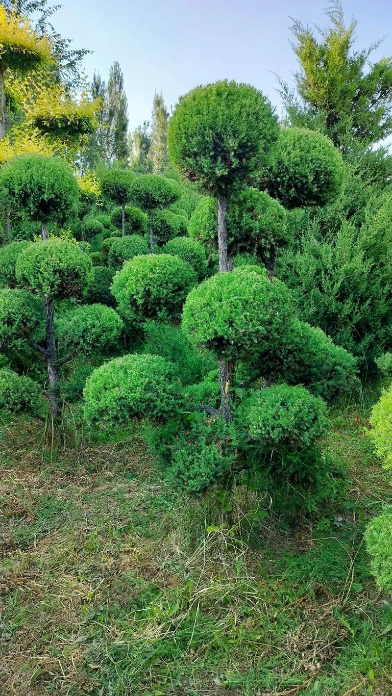 我的園林，我的資產(chǎn)，我的希望——苗圃精選苗木展示
